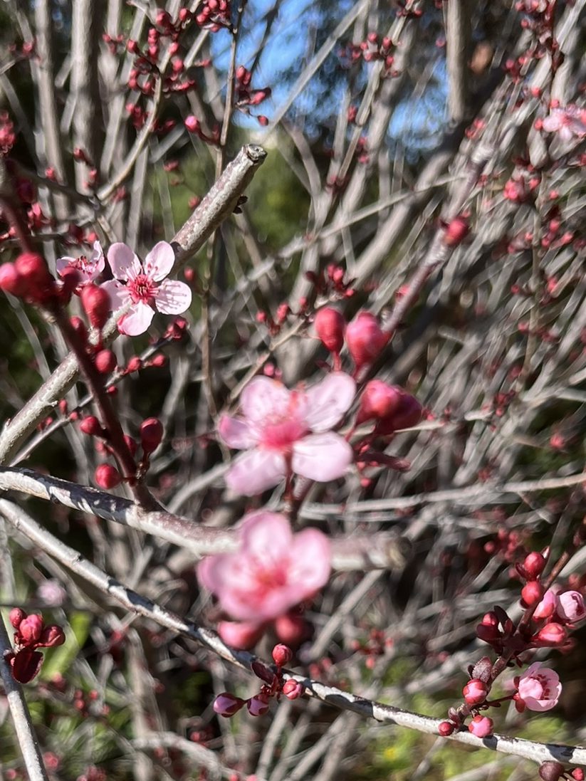 Spring Awakens: Fresh Beginnings in Your Garden – Whispers in the Garden