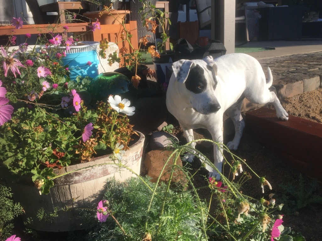 This image has an empty alt attribute; its file name is img_8382-1.jpg